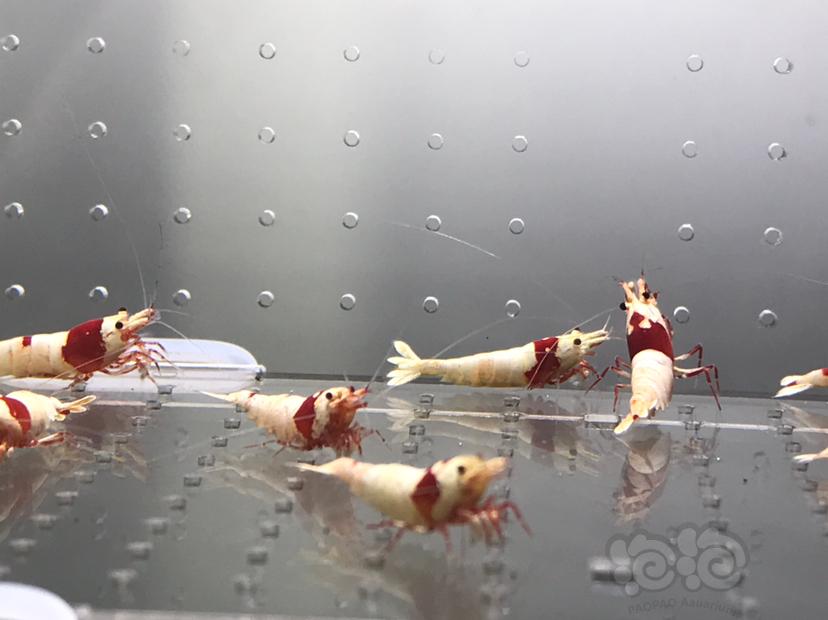 【虾】2021-06-08#RMB拍卖#纯血红白水晶虾一份18只-图7