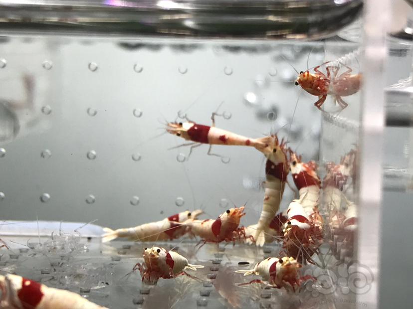 【虾】2021-06-03#RMB拍卖#纯血红白水晶虾一份20只-图7