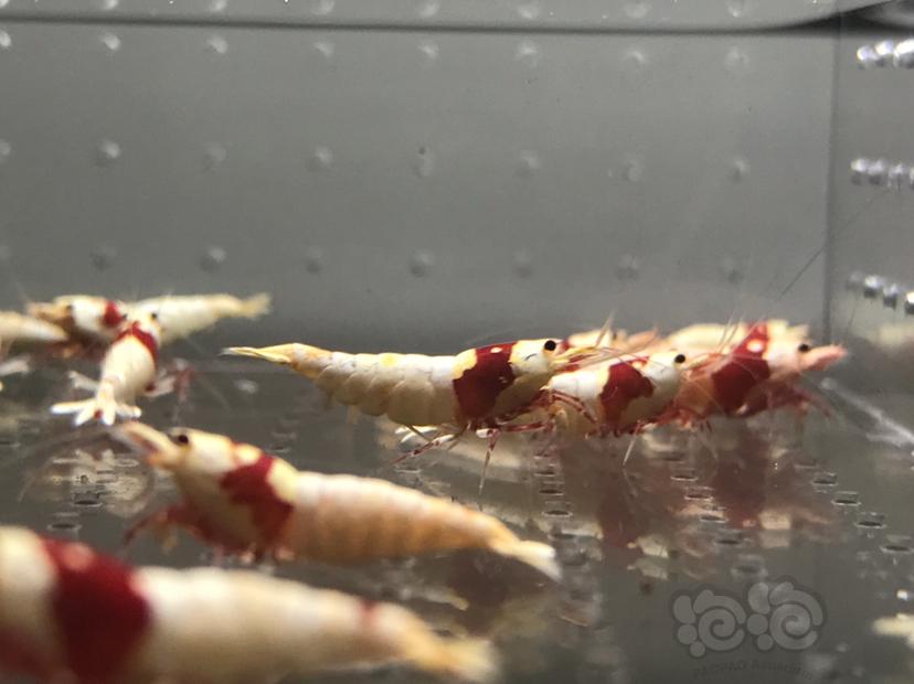 【虾】2021-06-07#RMB拍卖#纯血红白水晶虾一份18只-图3