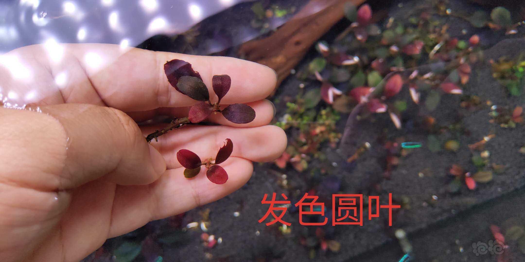 【辣椒榕】粉neo大颗，超级圆叶，发色圆叶和黑美人组合-图8