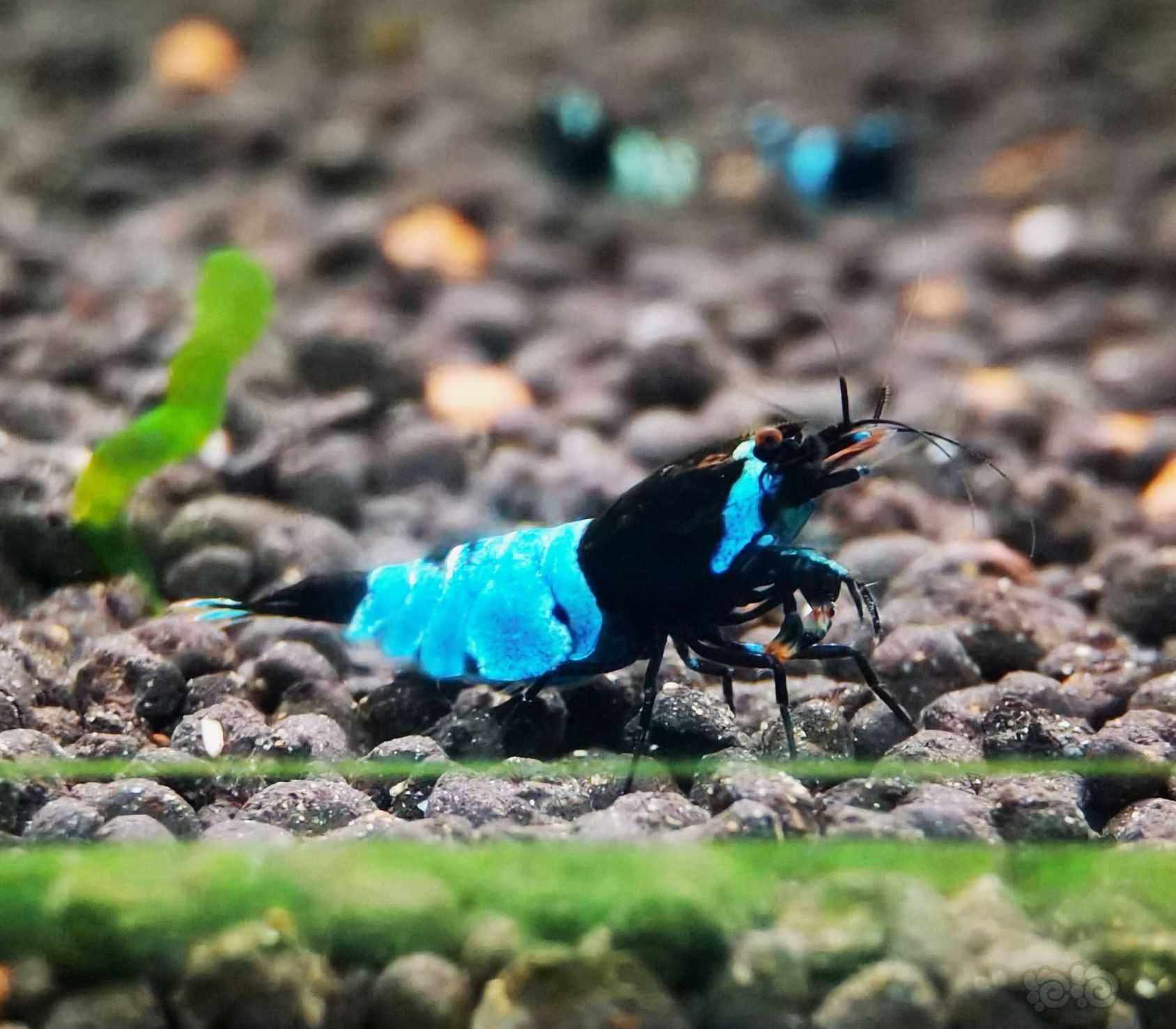 2021-6-28#rmb拍卖#蓝化黑金刚水晶虾一份2只