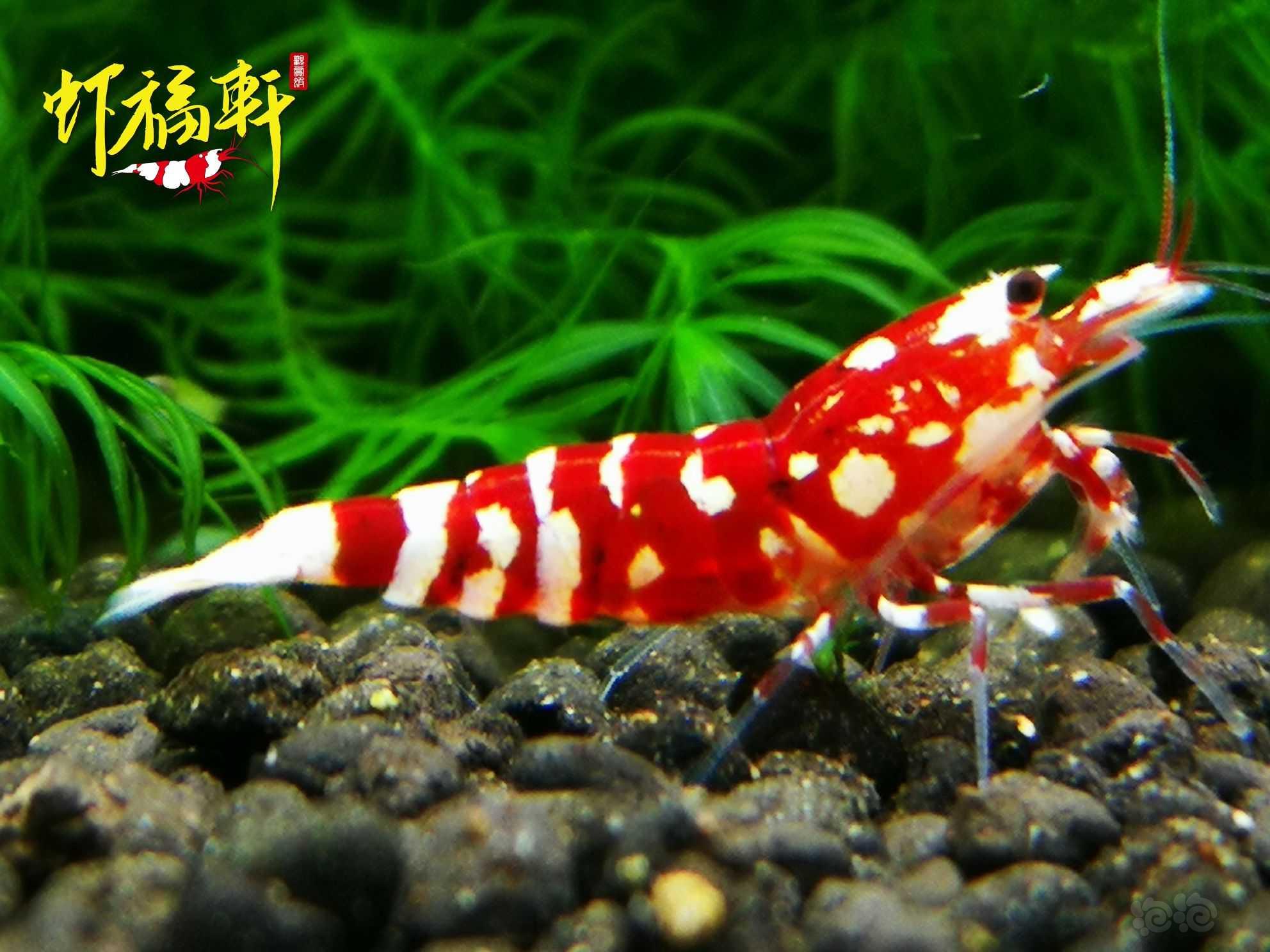 【虾】2021-06-11#RMB拍卖#红花虎新成2只-图1