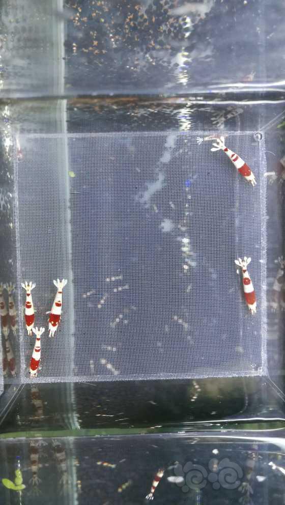 【虾】2021-6-8#RMB拍卖#純血紅白繁殖組一共5只-图2