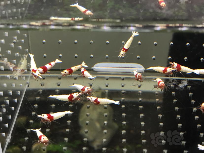 【虾】2021-6-28#RMB拍卖#纯血红白一份18只-图6