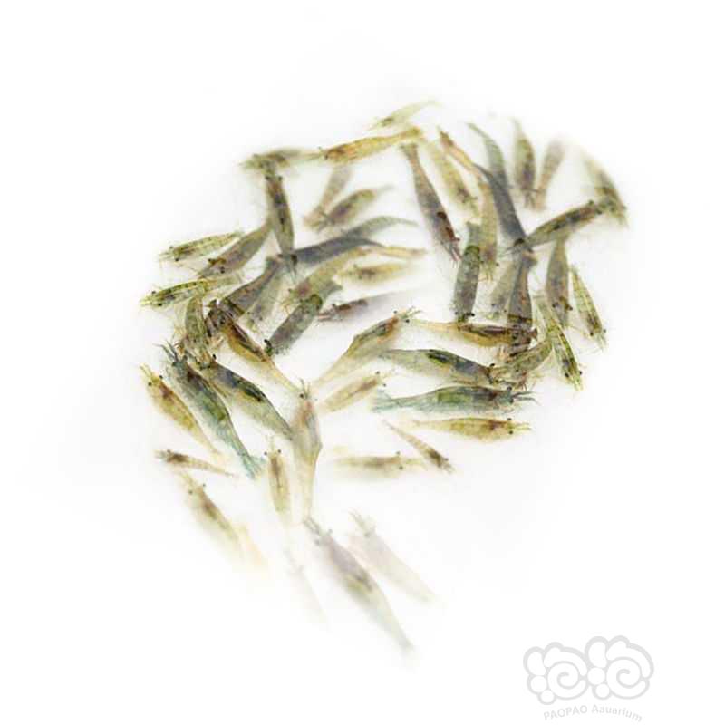 黑壳虾除藻虾工具虾顺丰包邮-图4