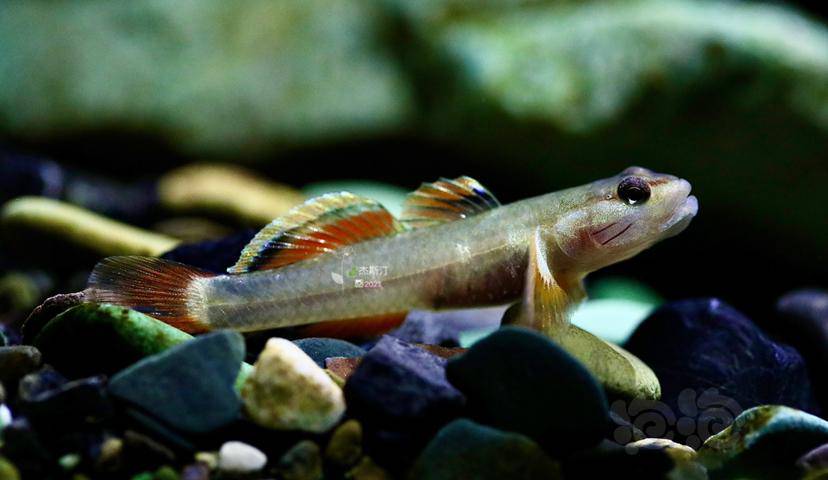 金边新红吻虾虎