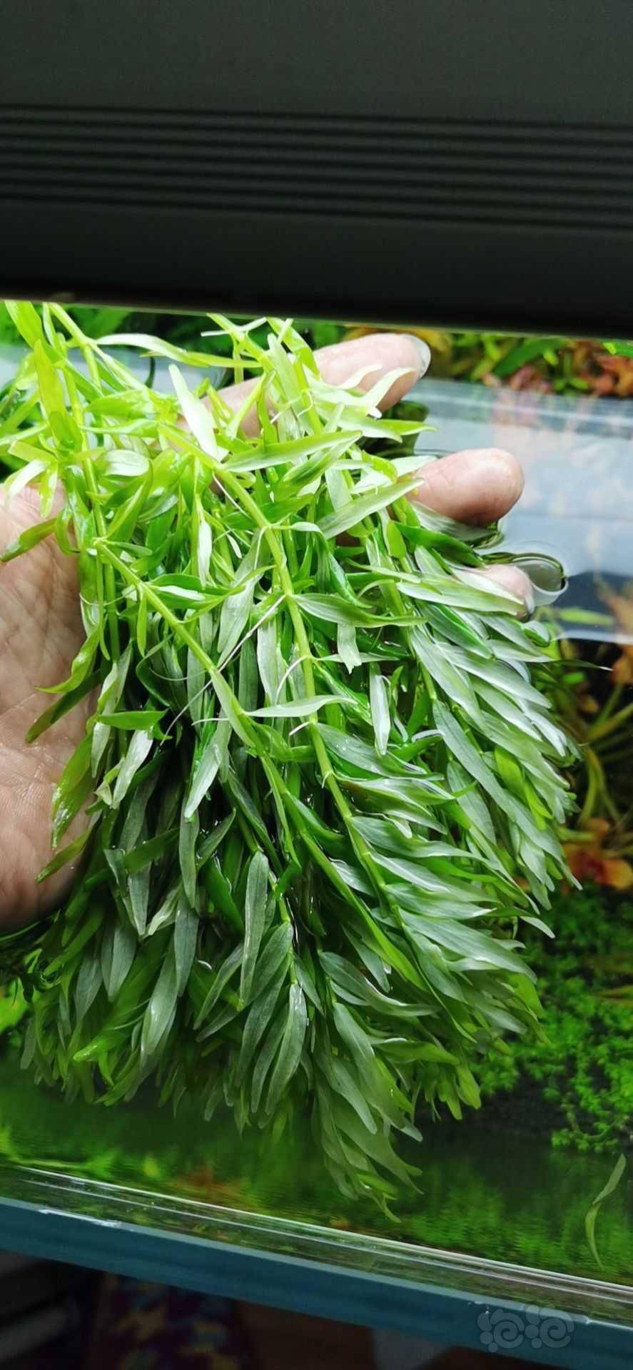 09深绿大株水草迷你水兰小水兰开缸水草