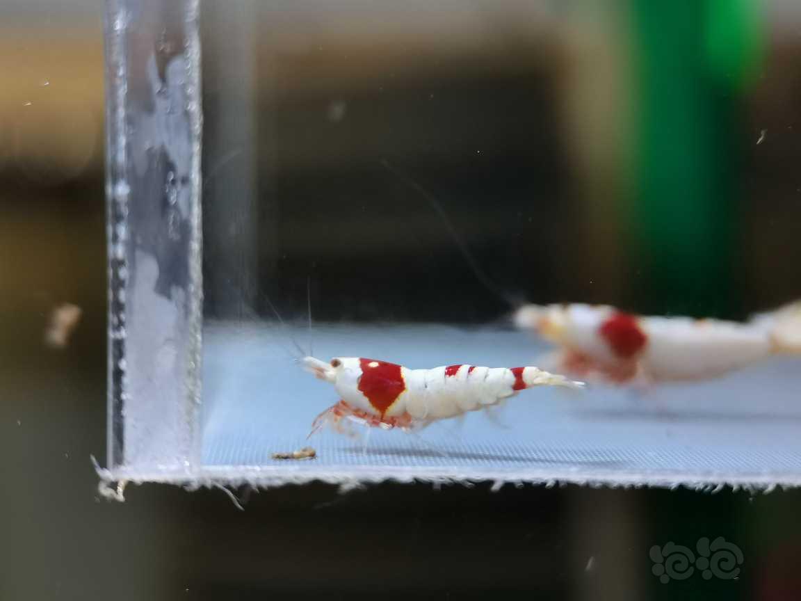 【虾】2021-06-06#RMB拍卖#红白水晶虾一份5只-图3
