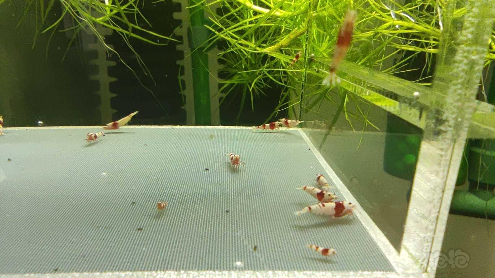 【虾】2021-06-13# RMB拍卖红白水晶虾30只-图4