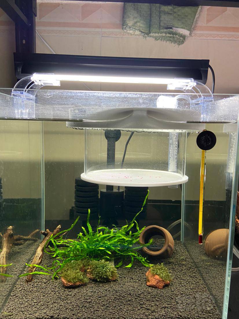 努力在尝试阴性草短鲷缸