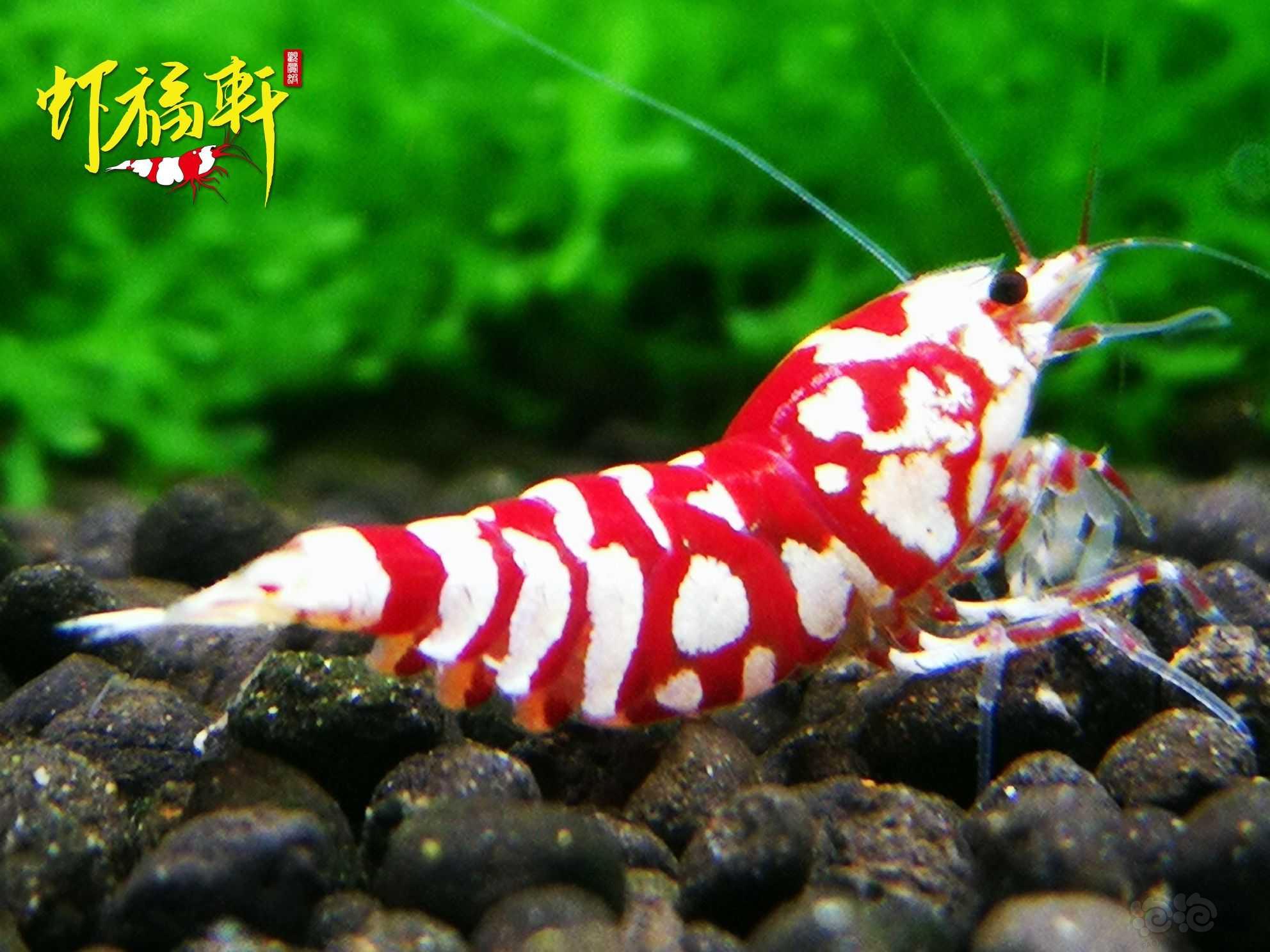 【虾】2021-06-03#RMB拍卖#红花虎2只-图3