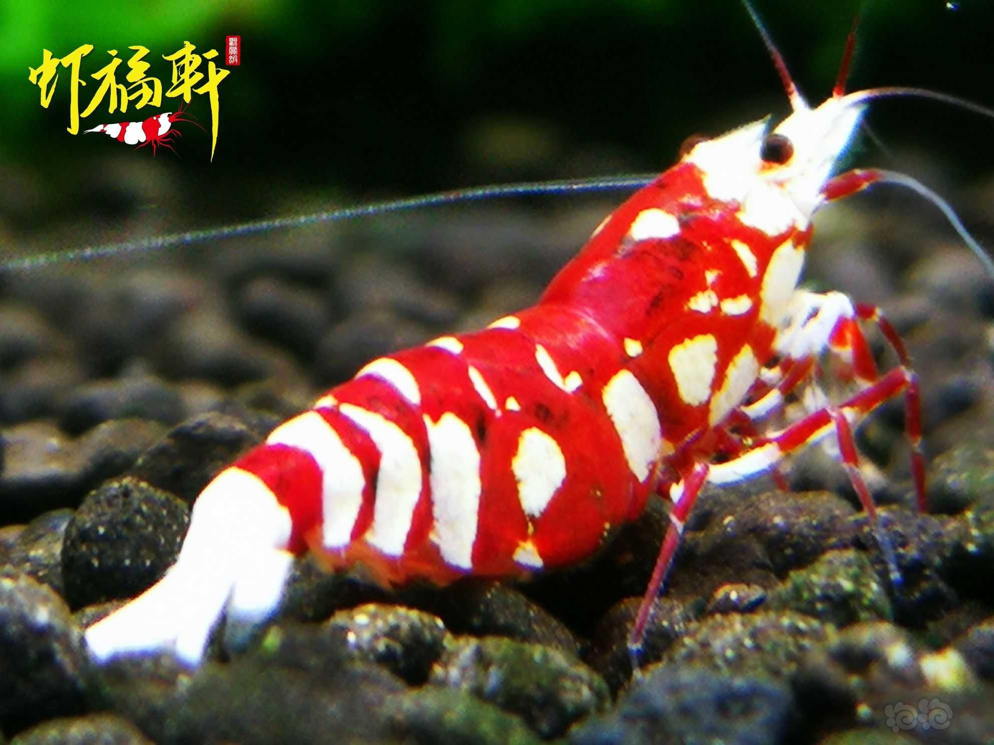 【虾】2021-06-20#RMB拍卖#优质红花虎种虾级2只-图5