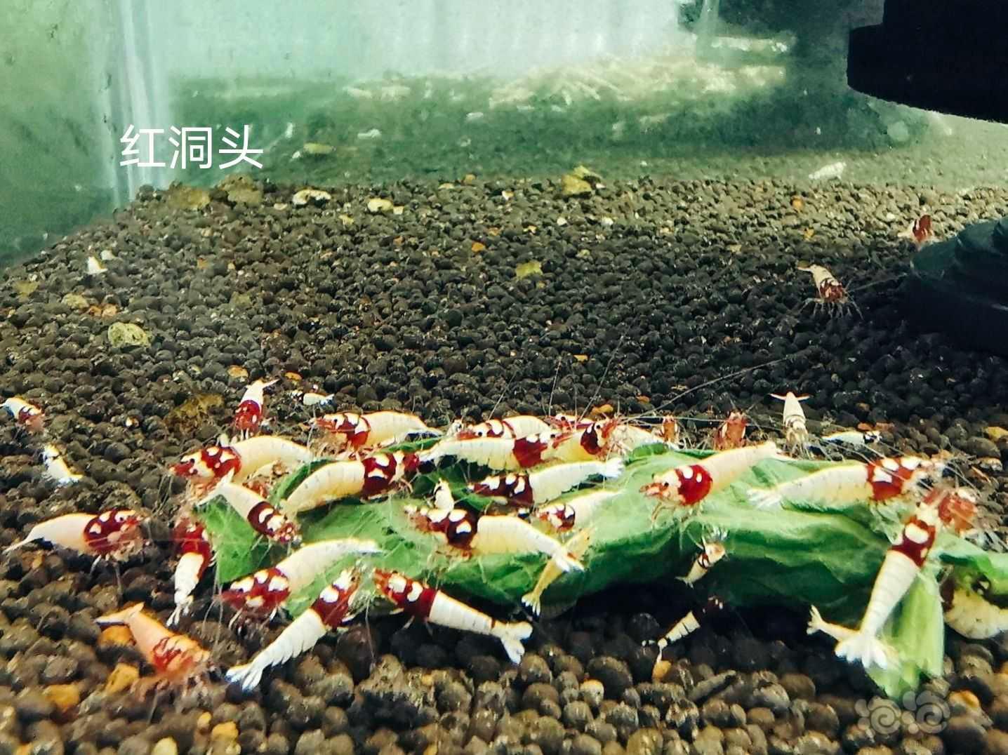 【水晶虾】出售各种水晶虾苗-图4