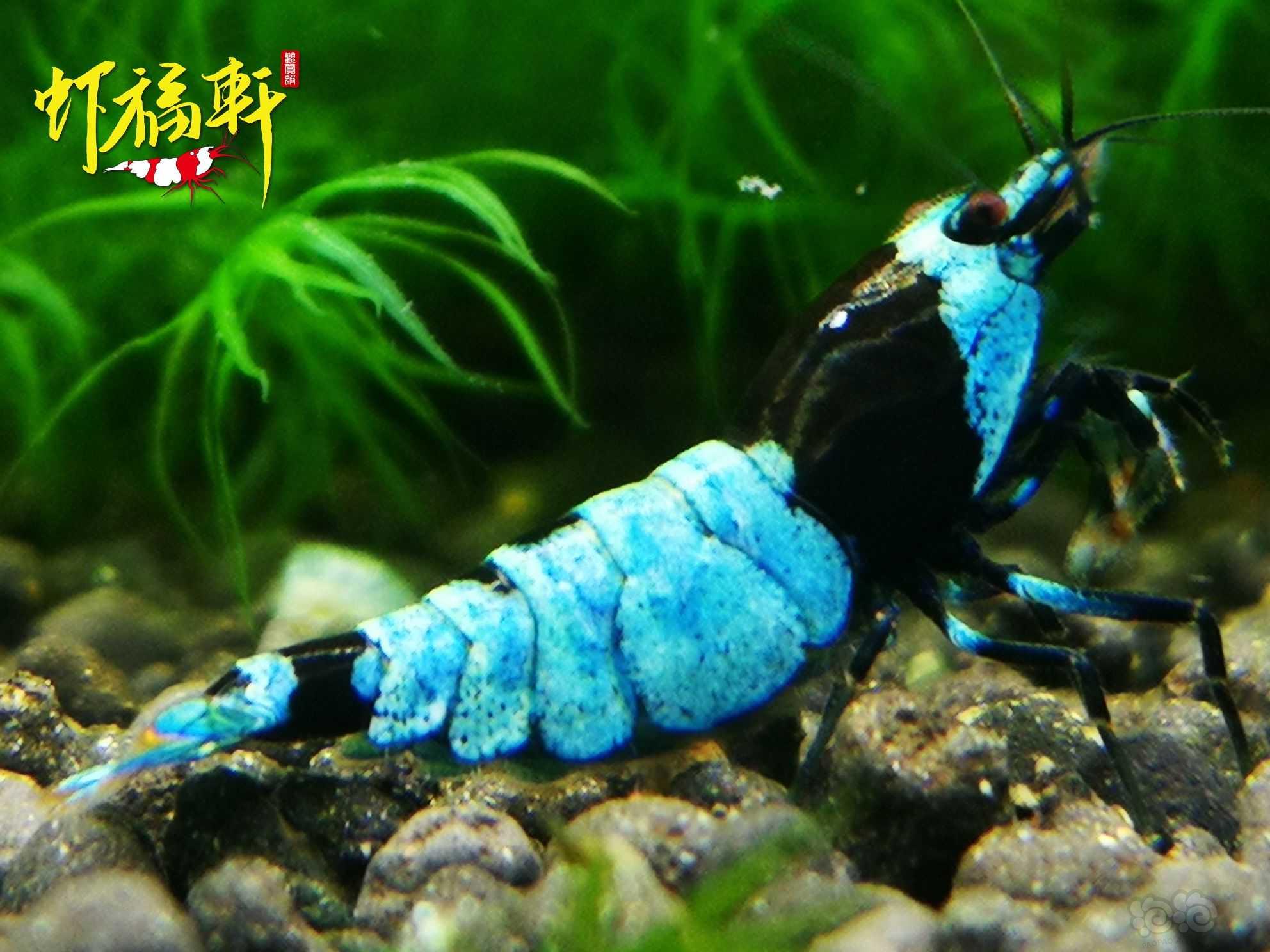 【虾】2021-06-05#RMB拍卖#蓝化黑金刚3只-图4