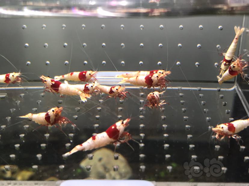 【虾】2021-06-08#RMB拍卖#纯血红白水晶虾一份18只-图4