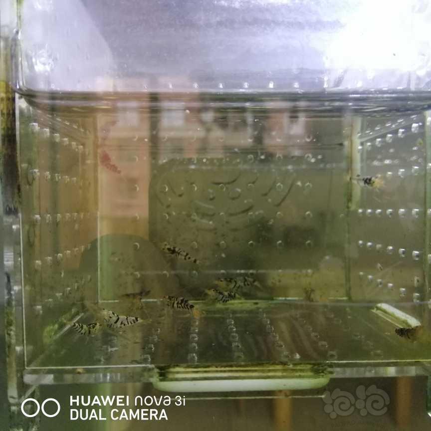 【虾】2021-06-04＃RMB拍卖黑虎纹工具虾12只-图2