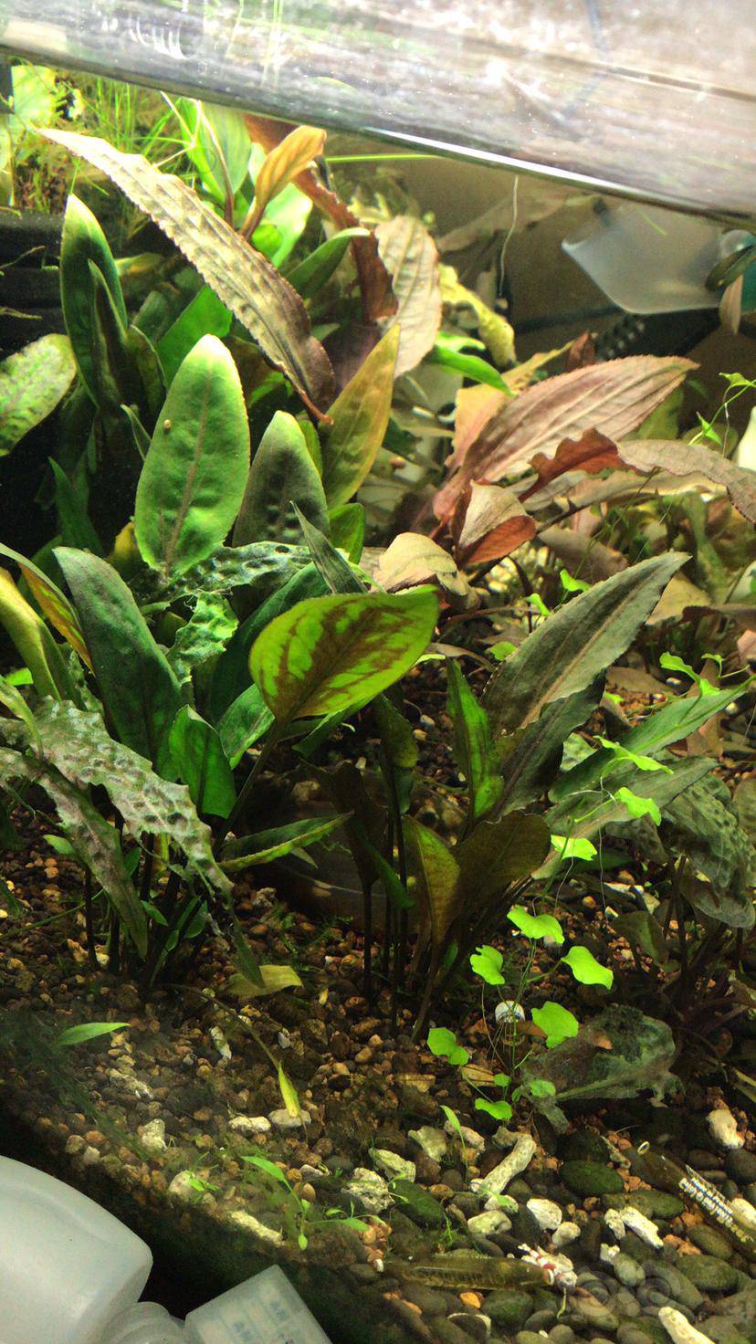 前两年水下的椒草