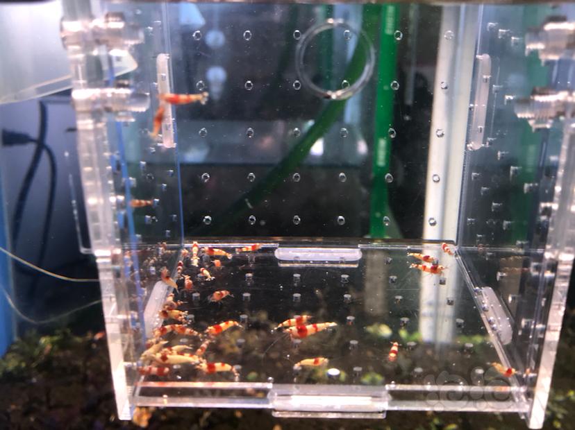出一组自来水养殖的红白水晶虾-图3