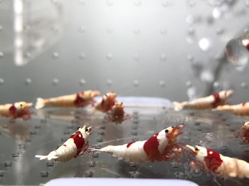 【虾】2021-06-03#RMB拍卖#纯血红白水晶虾一份20只-图5