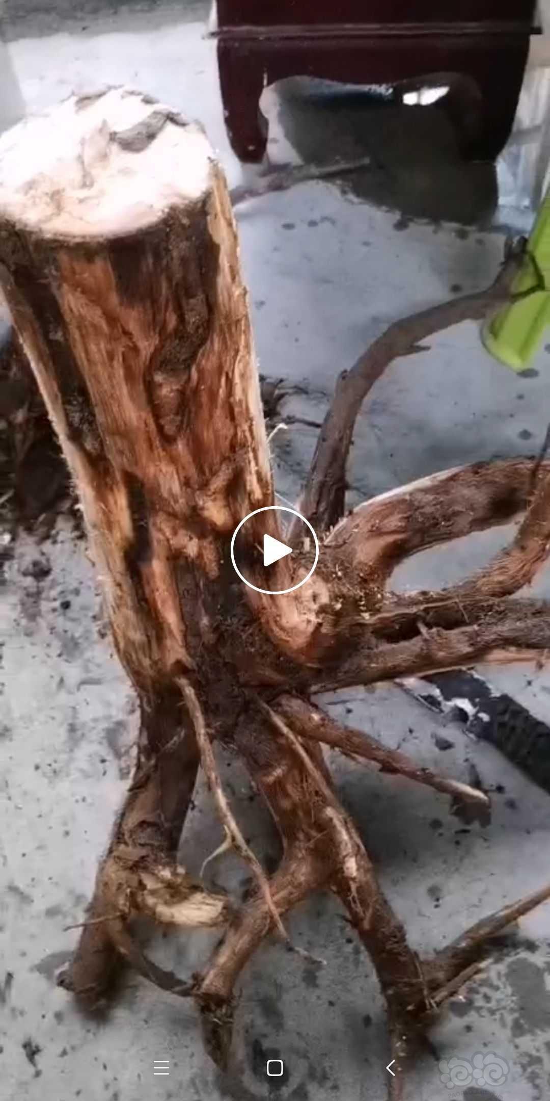 这个树根能用来当沉木吗？-图1