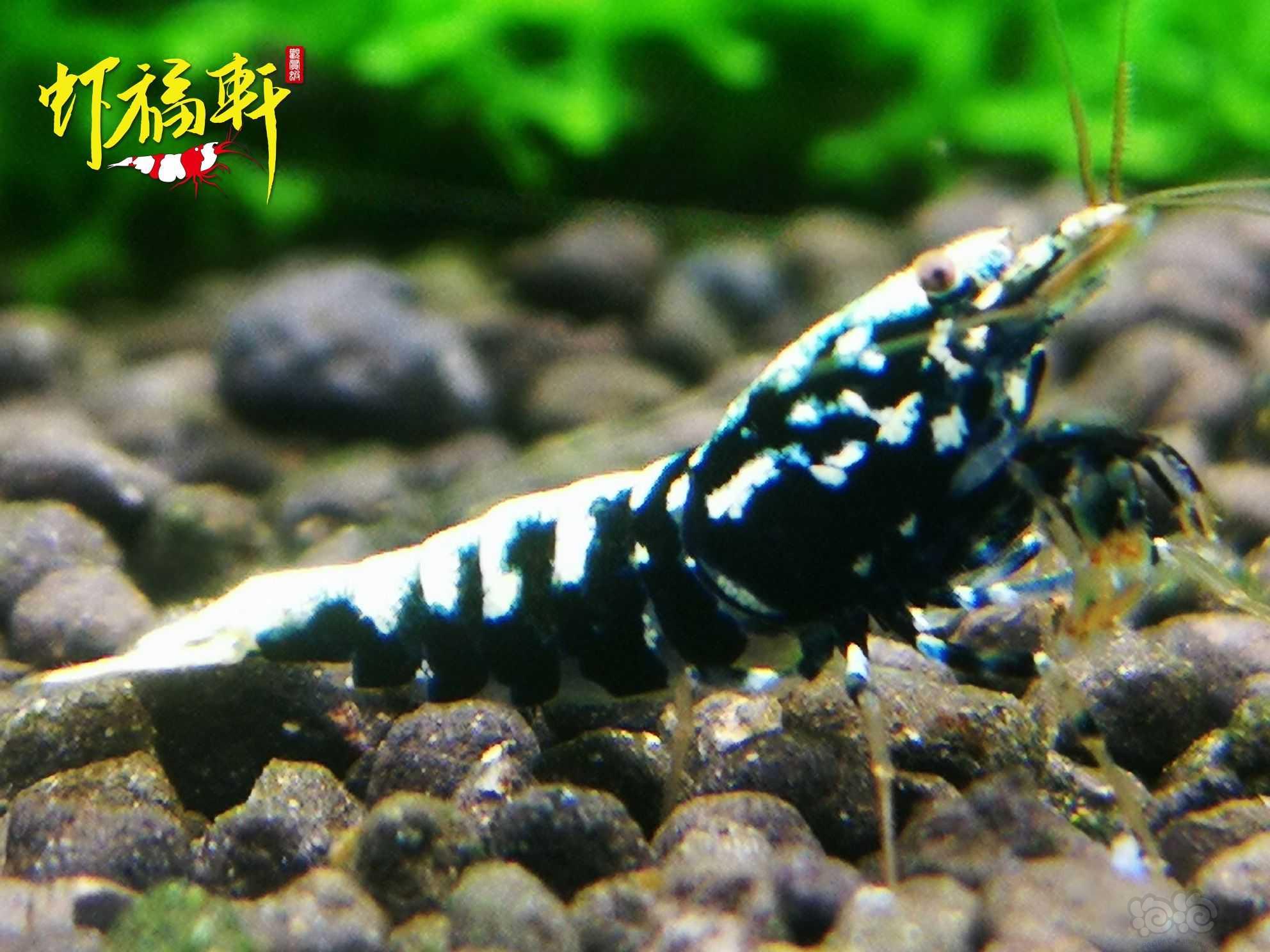 【虾】2021-06-08#RMB拍卖#黑银河淘汰级5只繁殖组-图4