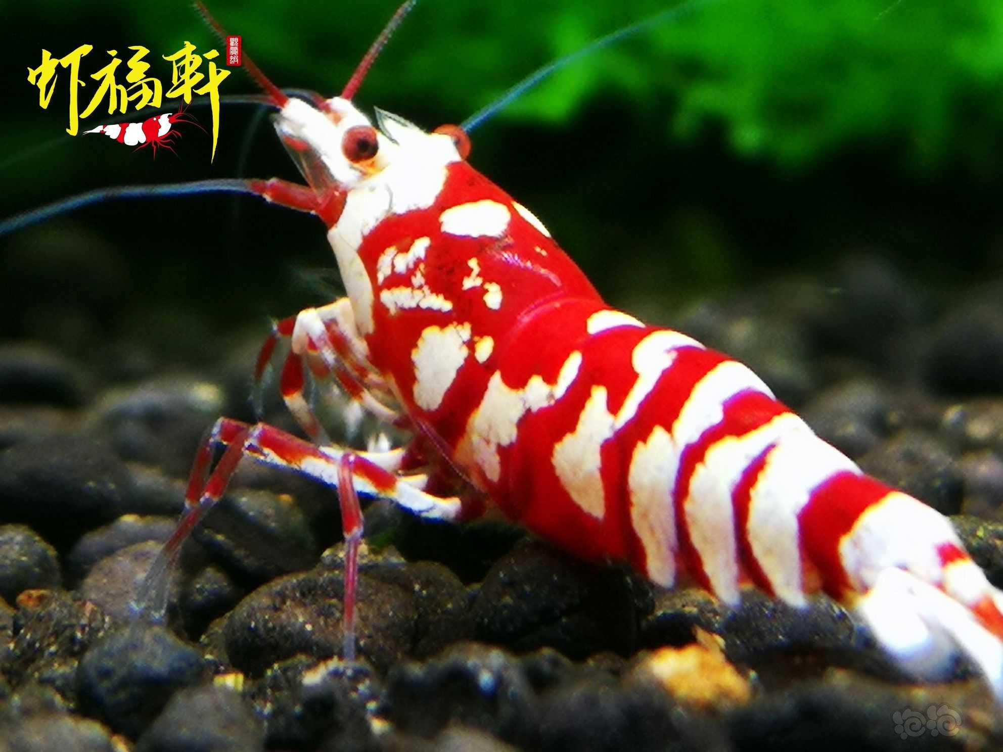 【虾】2021-06-20#RMB拍卖#优质红花虎种虾级2只-图2