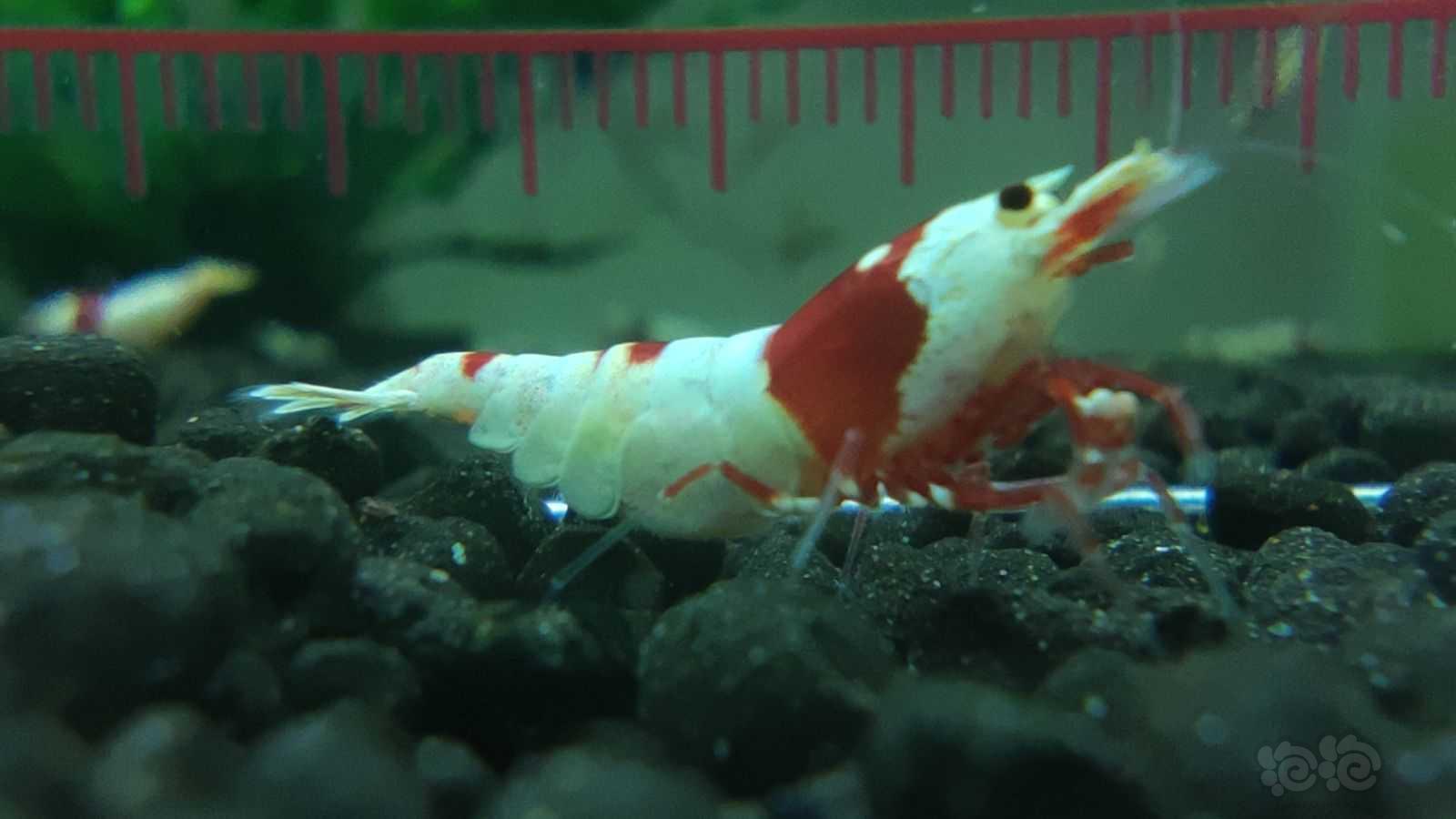 【虾】2021-06-13# RMB拍卖红白水晶虾五母一公-图6