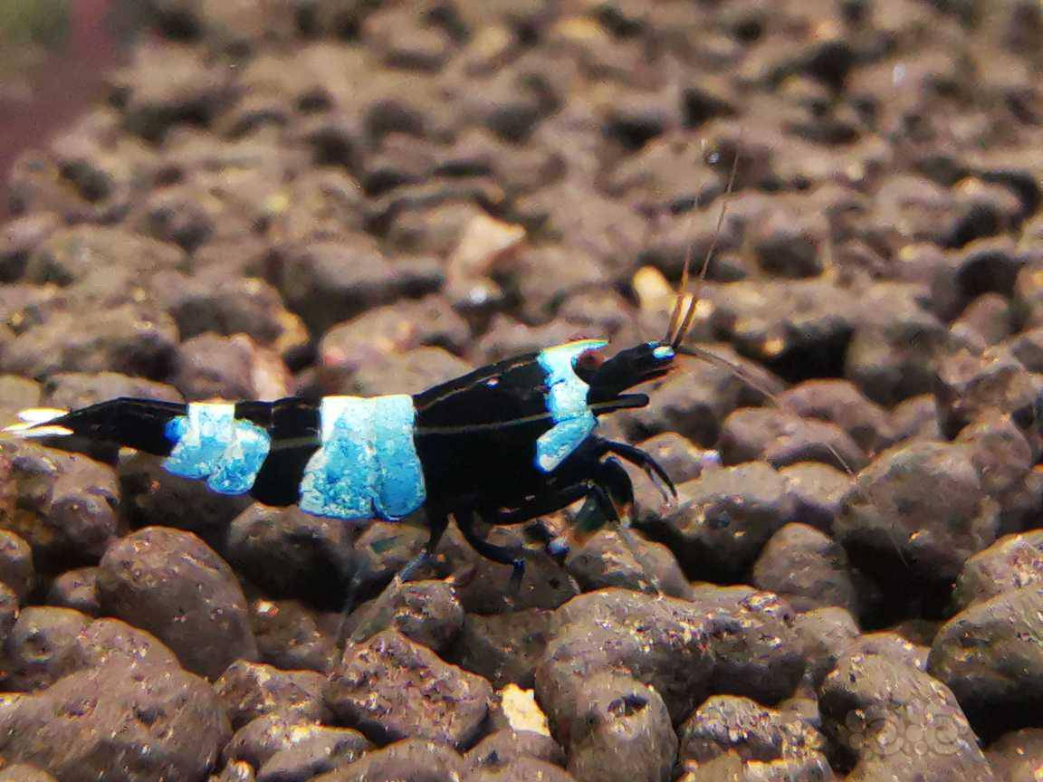 20210609rmb拍卖蓝化黑金刚水晶虾公虾4只