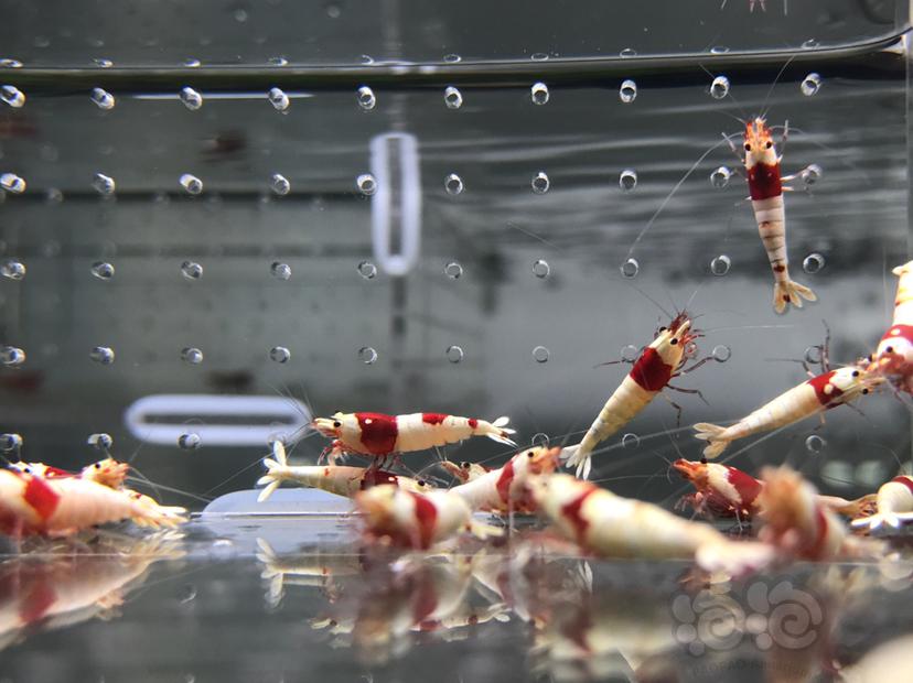 【虾】2021-06-05#RMB拍卖#纯血红白水晶虾一份18只-图8