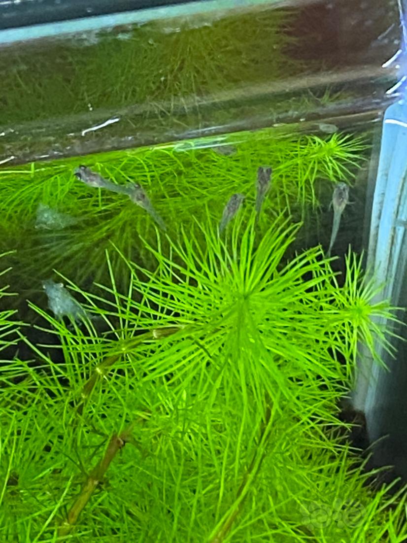 【灯科鱼】今天打理水草，发现有小鱼苗了-图1