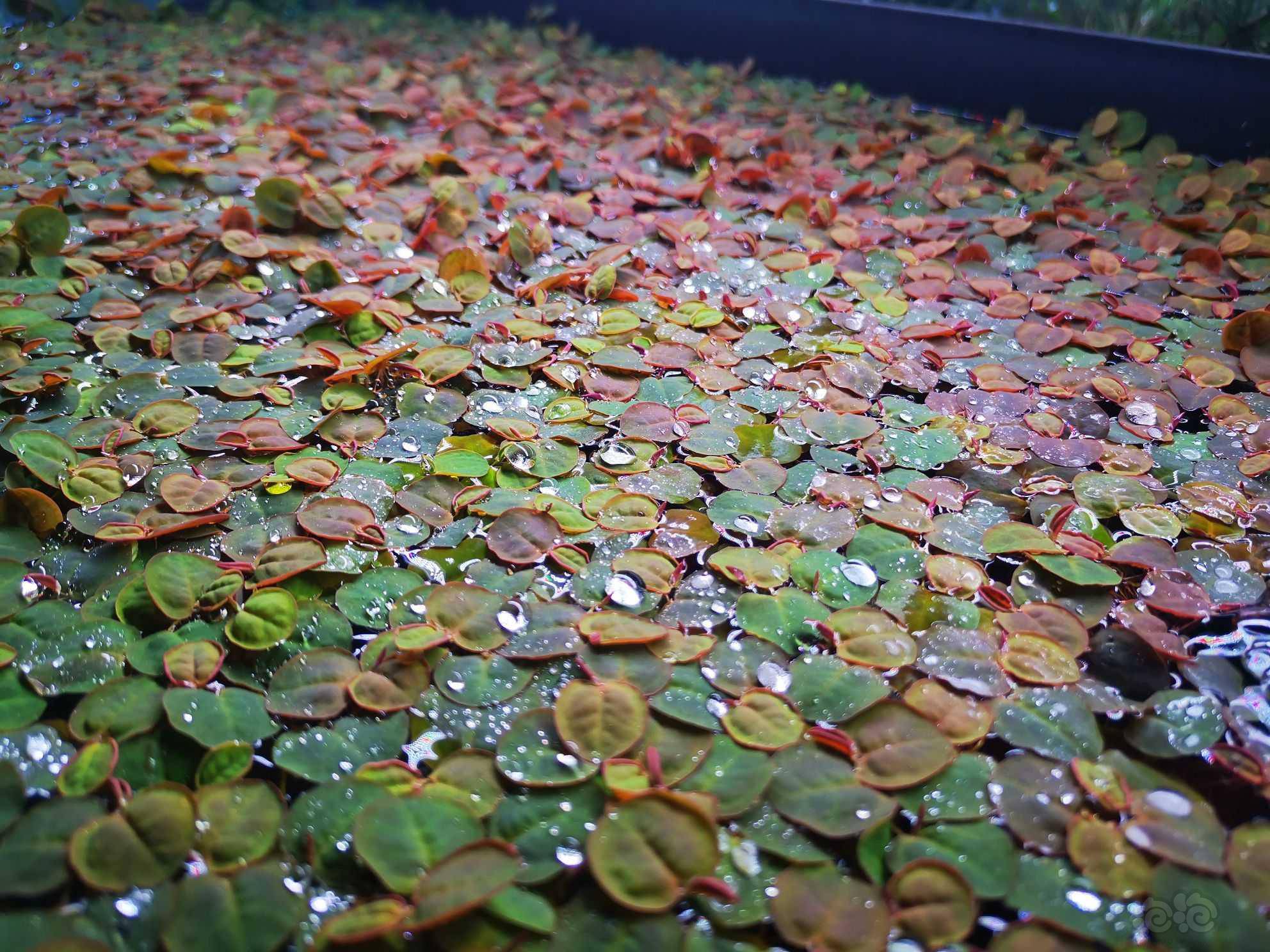 红毛丹浮萍5块钱一杯无菌无螺无虫水晶虾缸放心用