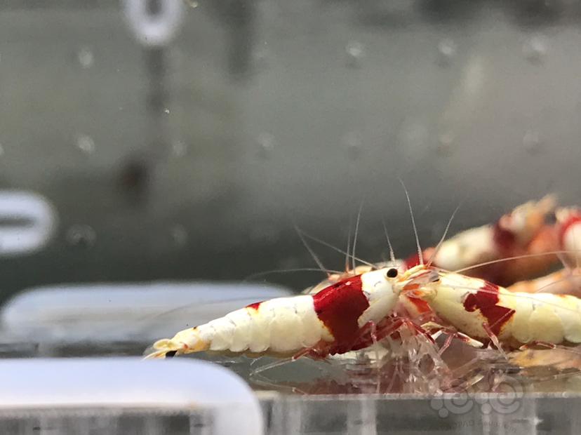【虾】2021-06-05#RMB拍卖#纯血红白水晶虾一份18只-图7