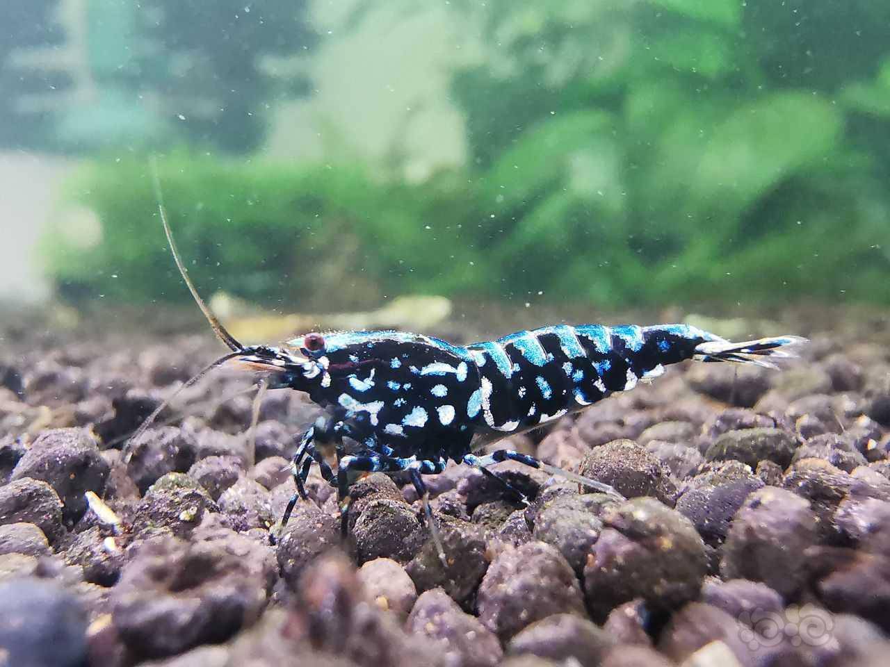 20210625rmb拍卖黑银河星钻水晶虾一份4只