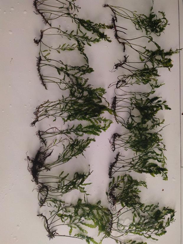 出1.2叉叶铁和1.2米矮种黑木蕨-图2