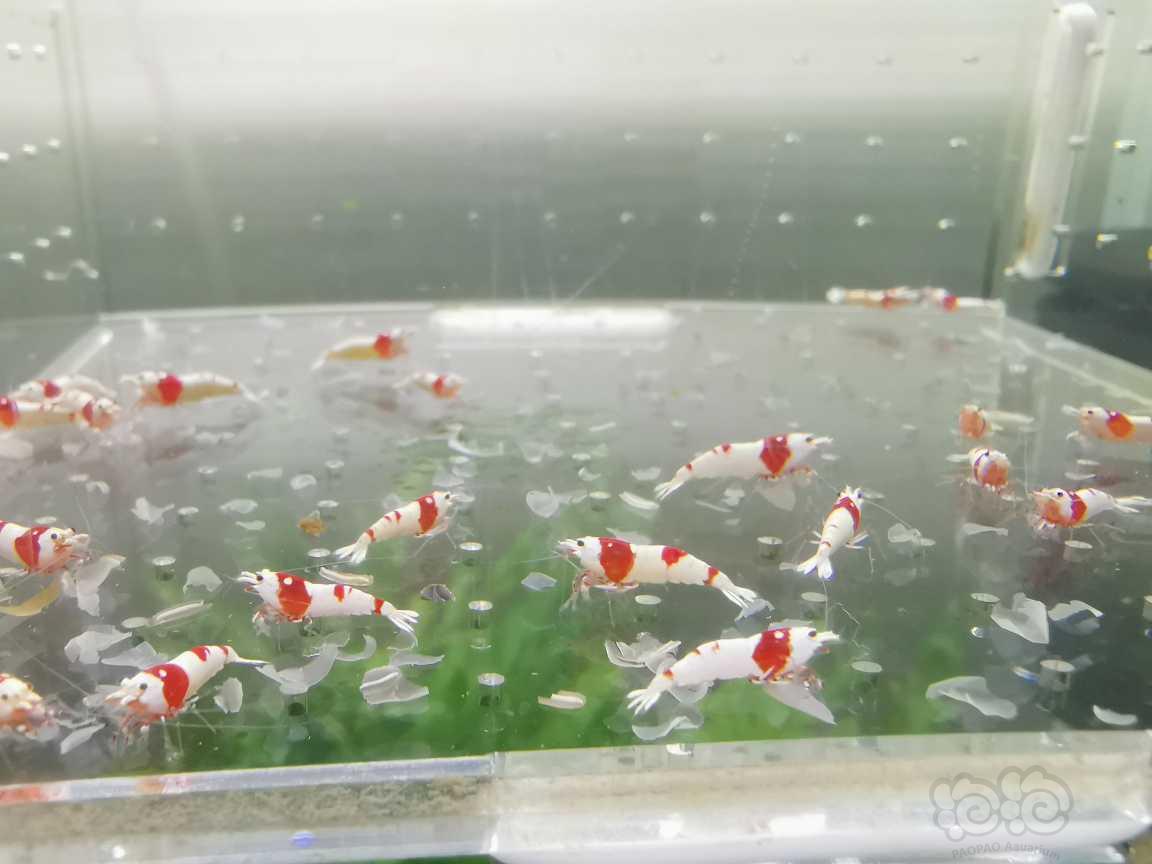 【虾】2021-06-16#RMB拍卖红白水晶虾30只-图2