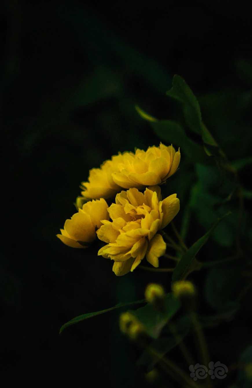 喜欢拍摄花卉-图8
