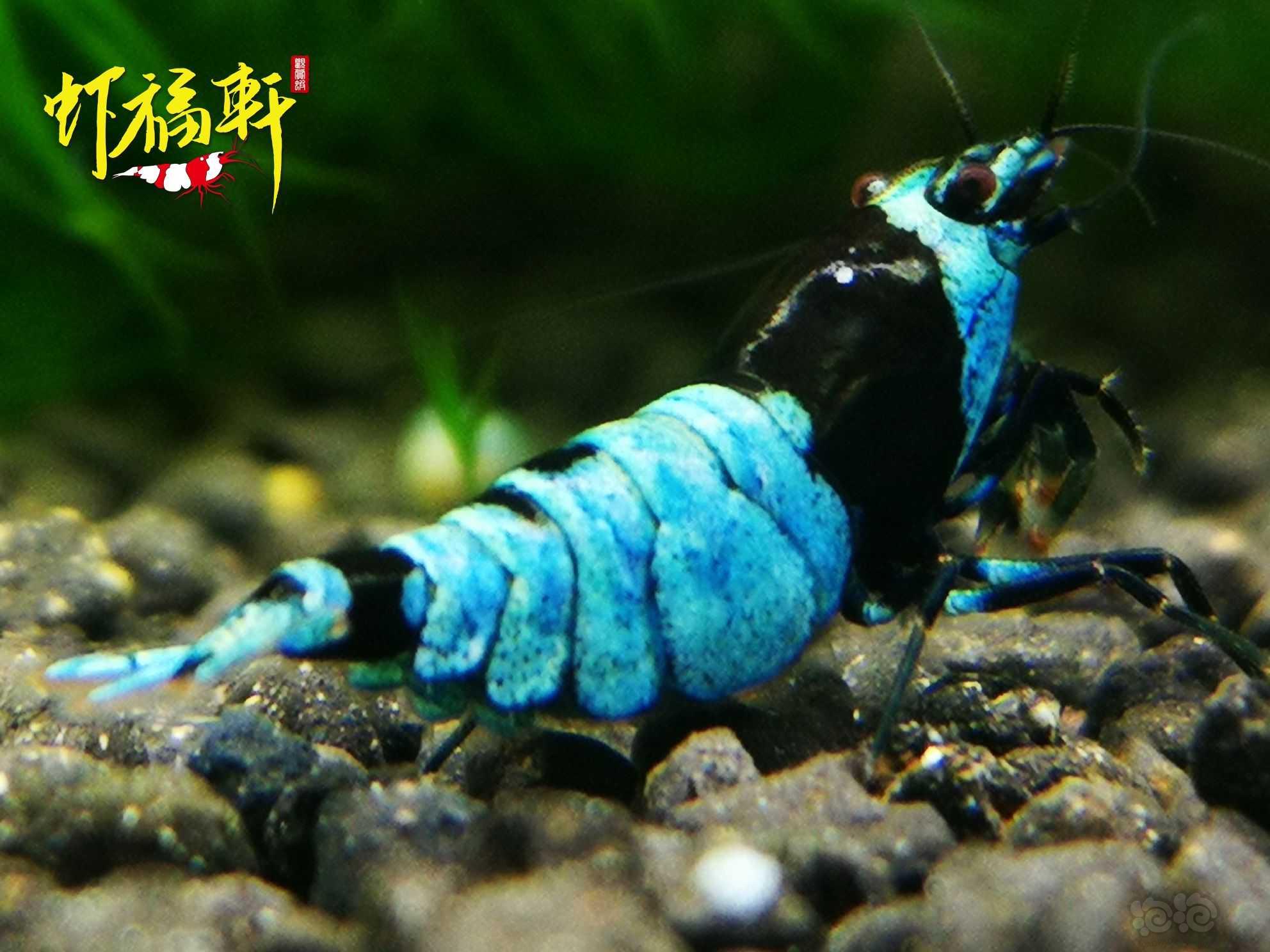 【虾】2021-06-05#RMB拍卖#蓝化黑金刚3只-图1