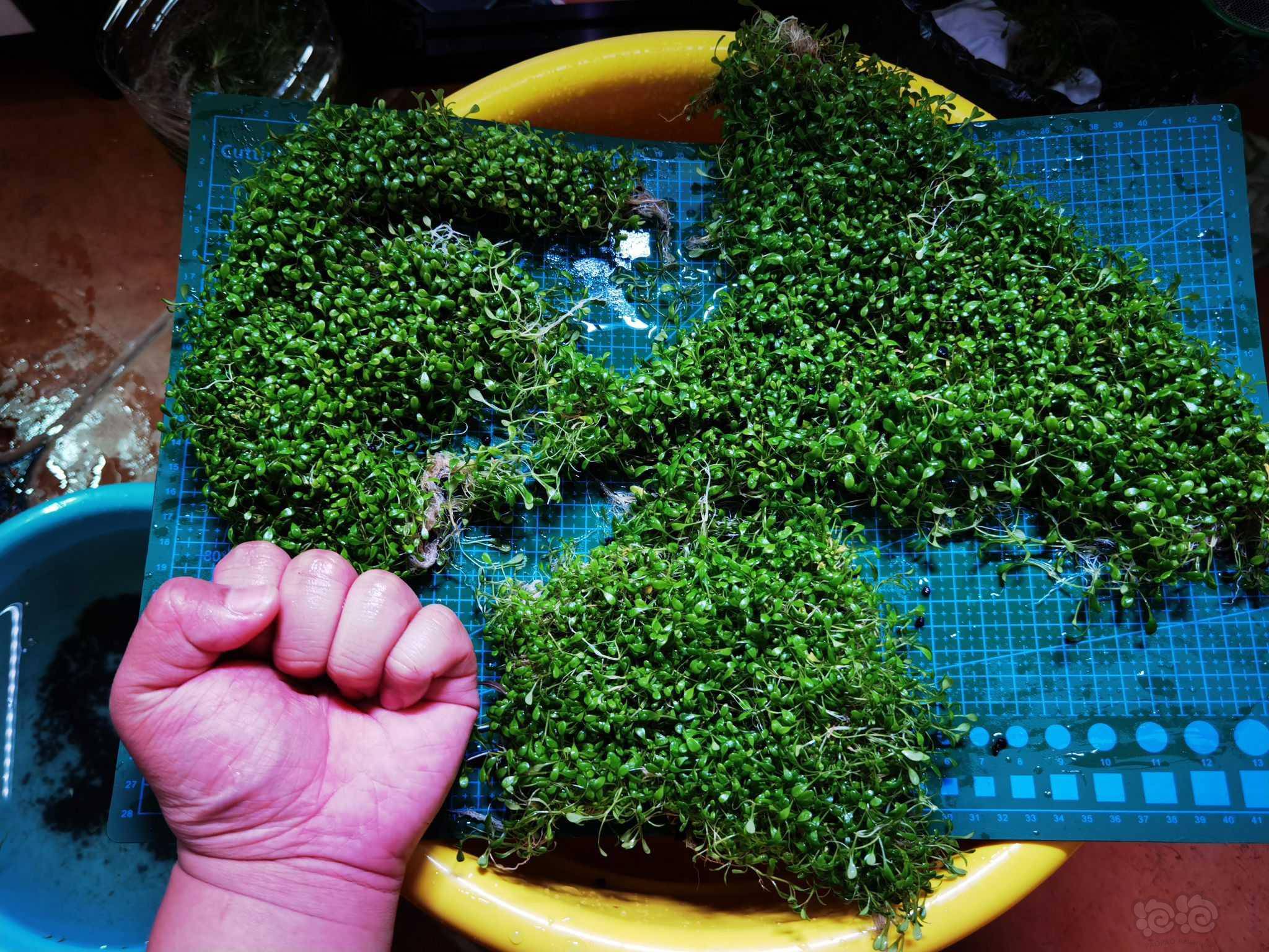 出纯自养日本矮珍珠