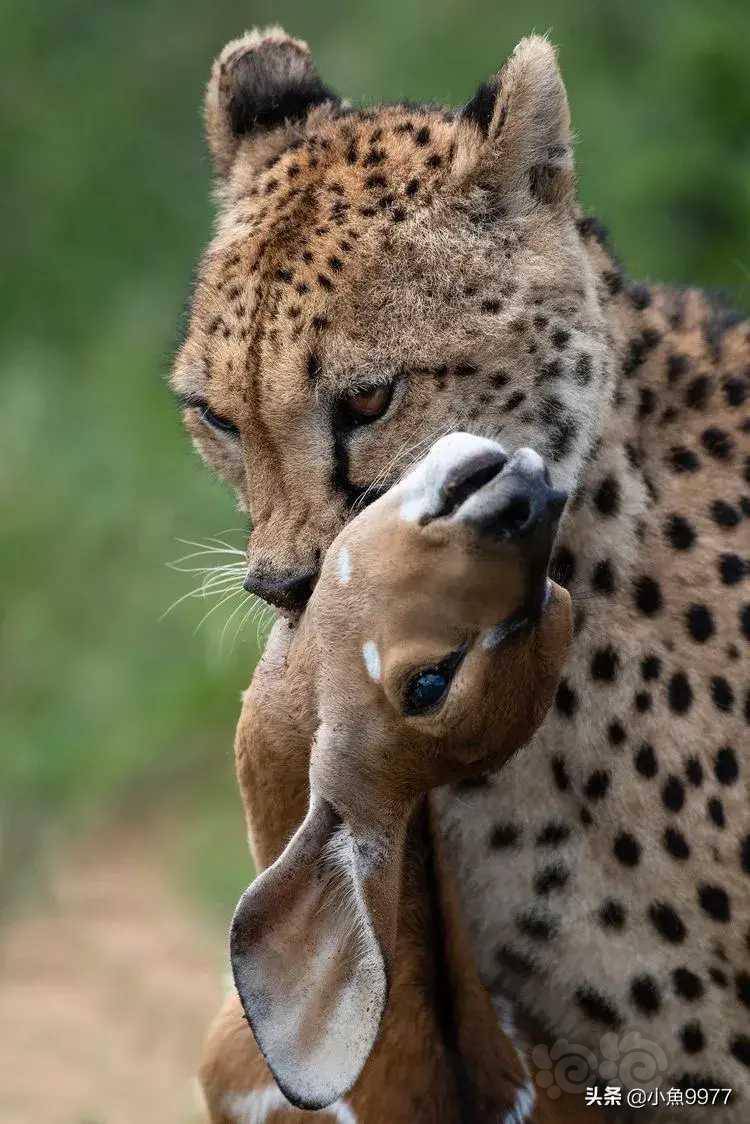 弱肉强食适者生存