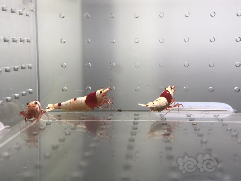 【虾】2021-06-08#RMB拍卖#纯血红白水晶虾一份18只-图3