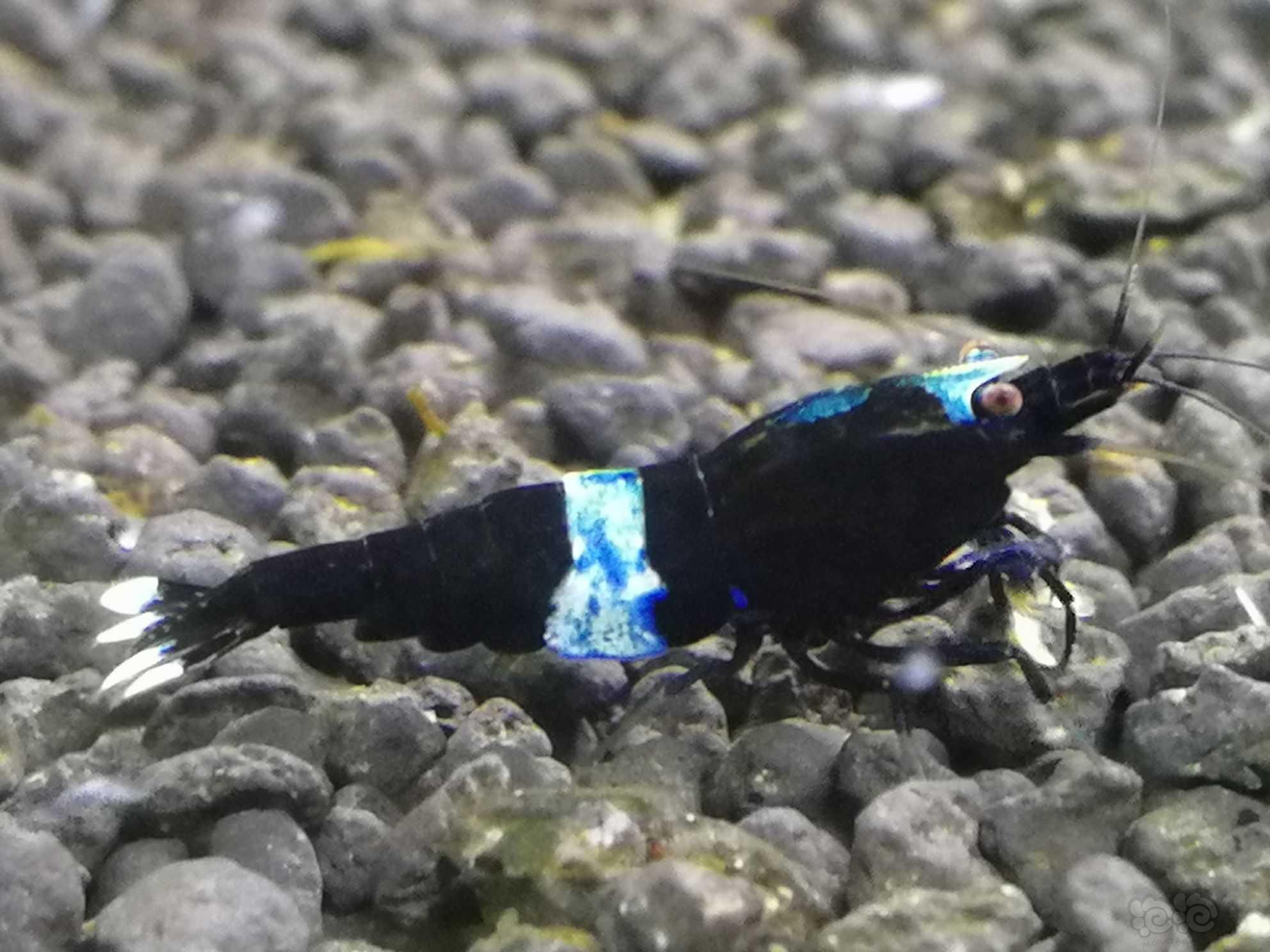 蓝头线金刚水晶虾-图2