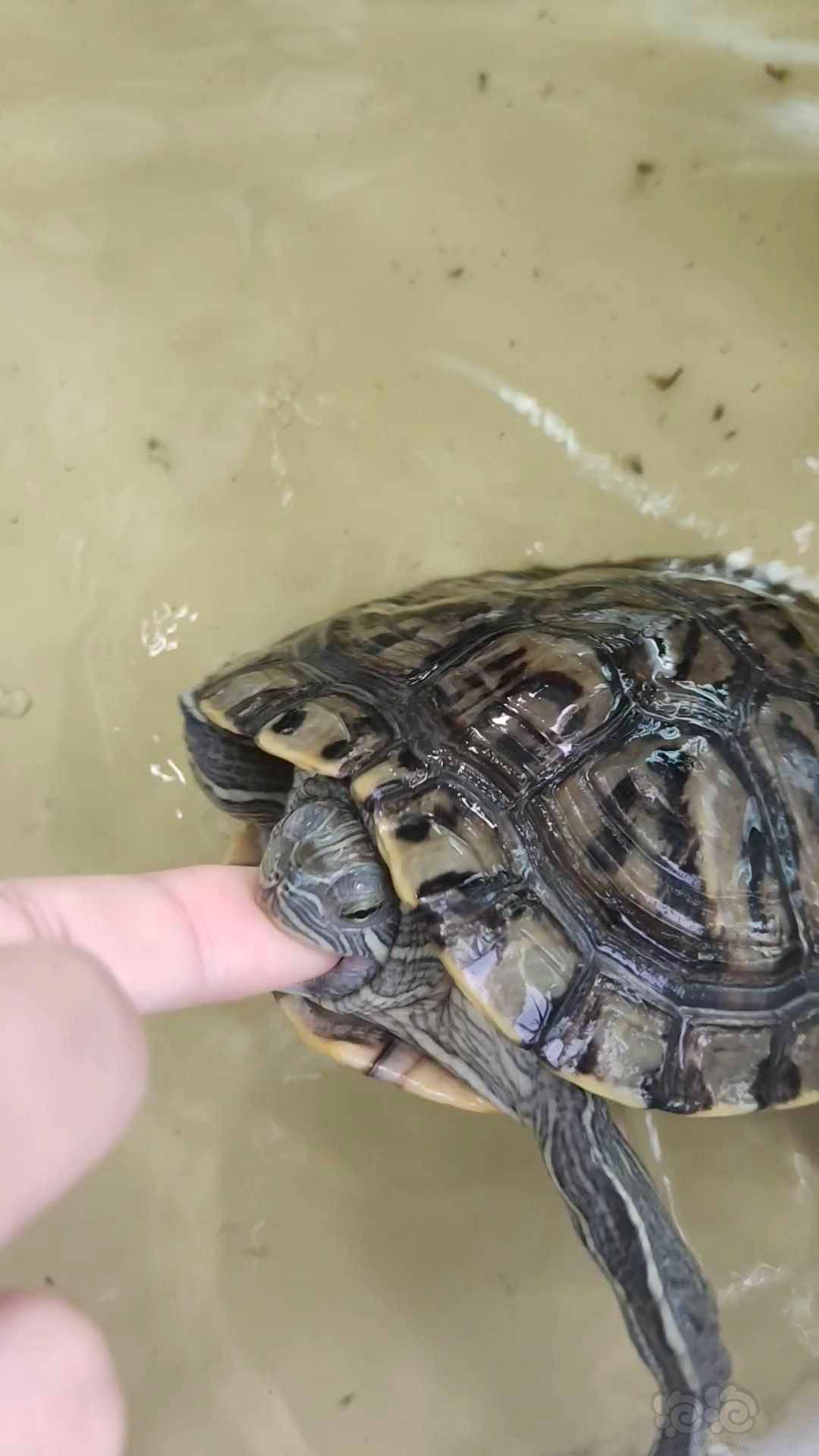 呼之即来食人龟