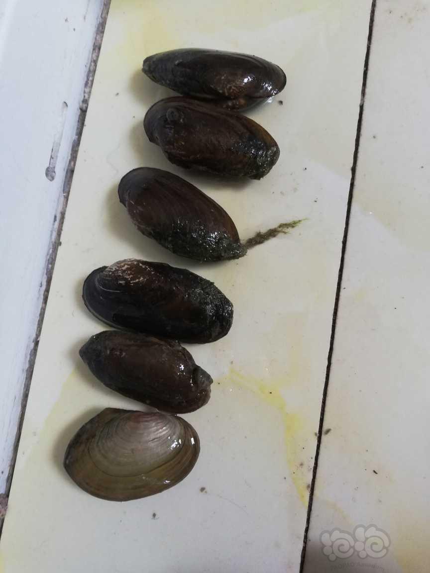 【出售】出15只野采小河蚌，可用于鳑鲏繁殖过滤杂质-图1