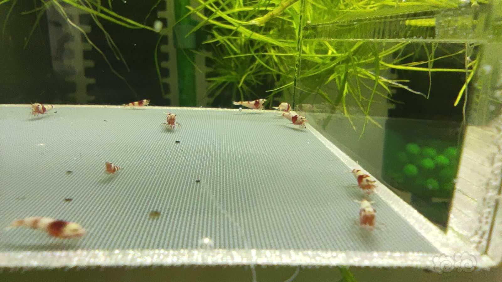 【虾】2021-06-13# RMB拍卖红白水晶虾30只-图8