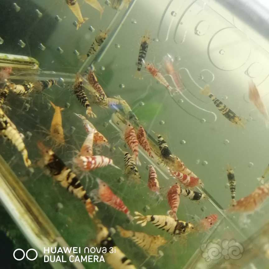【虾】2021-06-07＃RMB拍卖水晶虾杂虾一份40只-图1