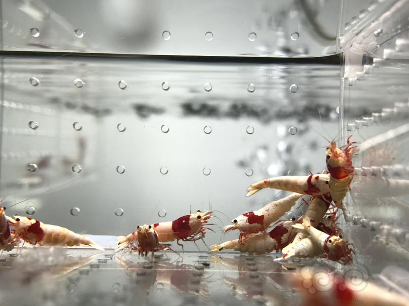 【虾】2021-06-03#RMB拍卖#纯血红白水晶虾一份20只-图3