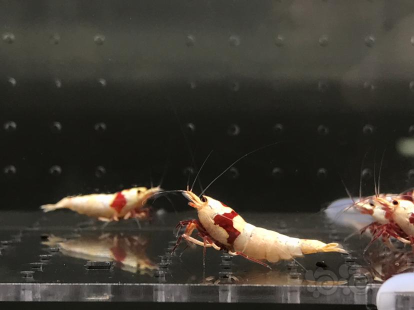 【虾】2021-06-09#RMB拍卖#纯血红白水晶虾一份18只-图8
