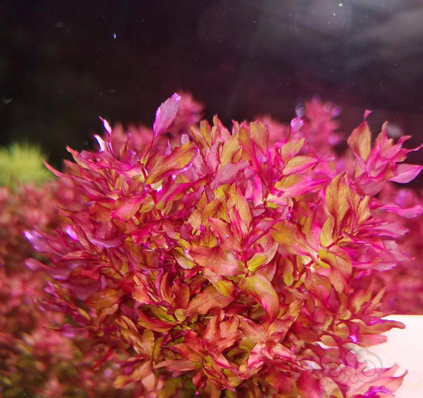 【水草】收迷你红蝴蝶