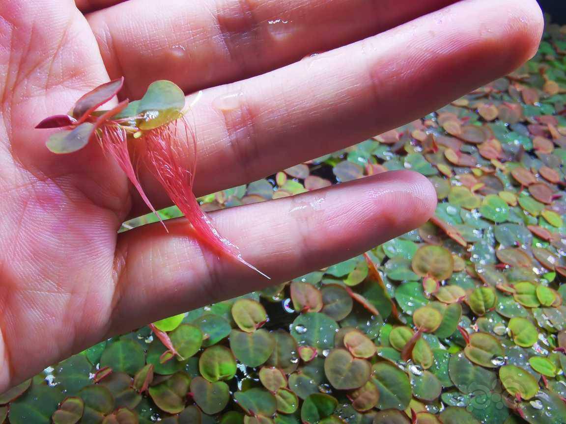 红毛丹浮萍5块钱一杯无菌无螺无虫水晶虾缸放心用