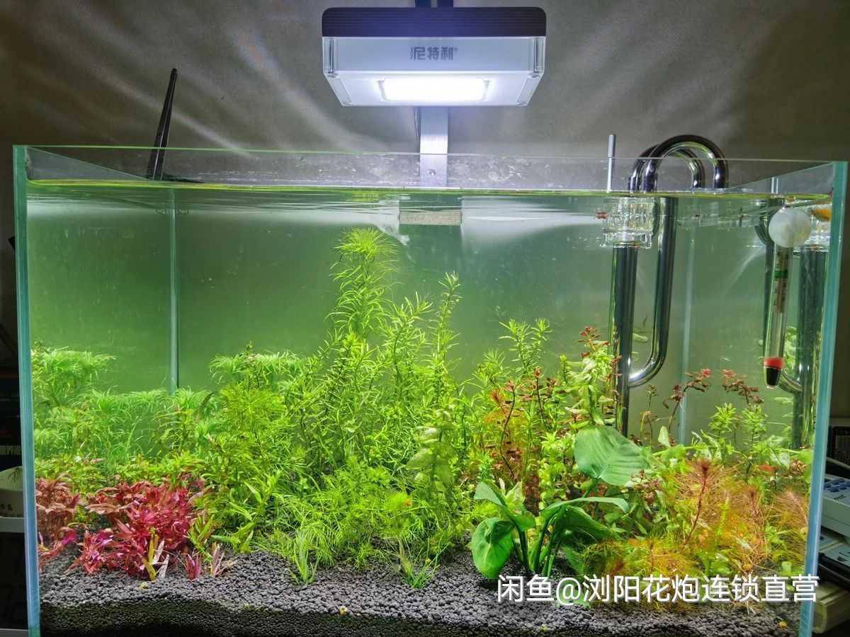 出尼特利at3pro65瓦520元包邮